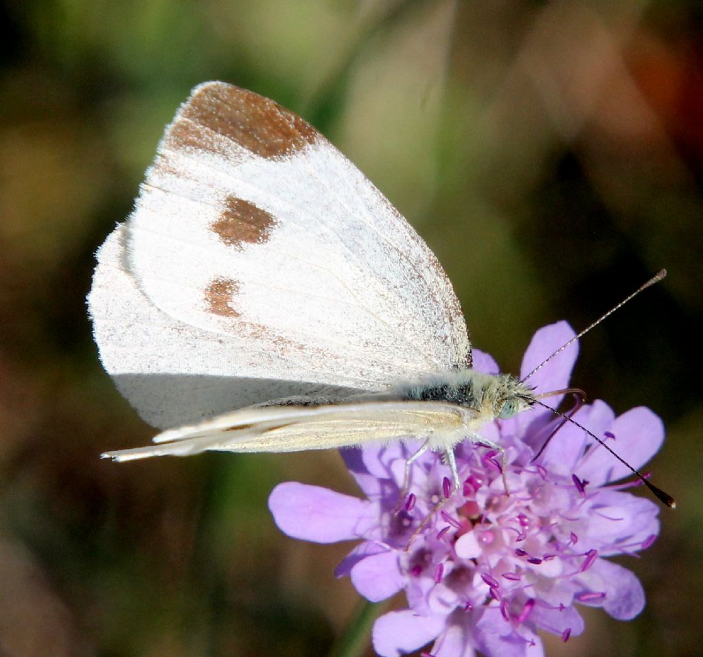 Pieris mannii?  S